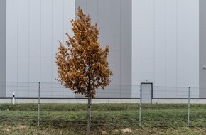 Bund deutscher Baumschulen (BdB) e.V.: Baumschulen schlagen Alarm: Viele Baumarten können dem Klimawandel nicht trotzen / Angesichts absterbender Baumbestände fordert der BdB eine nationale Plattform zur Identifizierung von Zukunftsbäumen