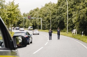 Polizei Bremerhaven: POL-Bremerhaven: Polizeieinsatz - Kühe ausgebüxt