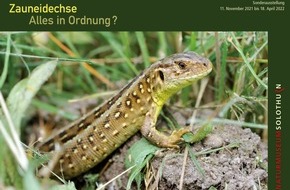 Naturmuseum Solothurn: Medienmitteilung zur Sonderausstellung «Zauneidechse. Alles in Ordnung?»