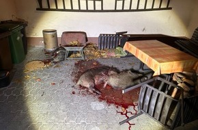 Polizeidirektion Landau: POL-PDLD: Wildschweinrotte versetzt Hatzenbühl in Angst und Schrecken
