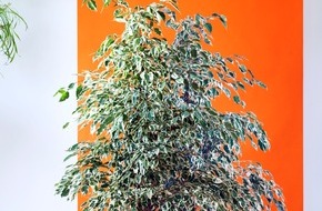 Blumenbüro: Ficus Benjamina ist Zimmerpflanze des Monats Januar / Rebellisch bunt mit dem Ficus Benjamina