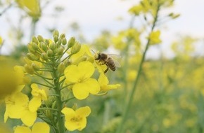 Deutscher Berufs- und Erwerbsimkerbund e.V.: EU-Kommission: Streichen beim Umweltschutz hilft Landwirten nicht