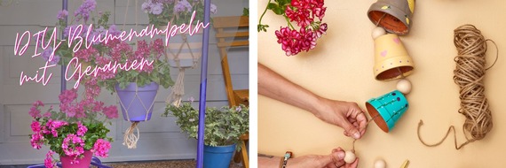 Pelargonium for Europe: Blütenpracht auf Augenhöhe: DIY-Blumenampeln mit Geranien