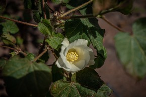 Avon und Cotton made in Africa geben Partnerschaft bekannt