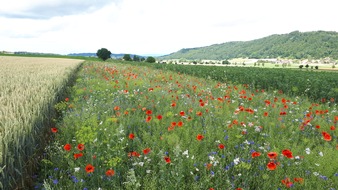 LIDL Schweiz: Mit Blühstreifen Pestizide reduzieren: Lidl Schweiz unterstützt Forschungsprojekt des Bundes / Nützlinge gegen Blattläuse im Zuckerrübenanbau