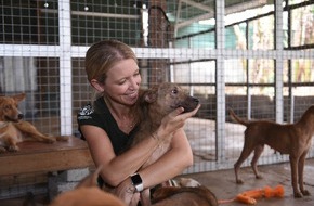 VIER PFOTEN - Stiftung für Tierschutz: Besitzer von Hundeschlachthaus zu zwölf Monaten Haft verurteilt