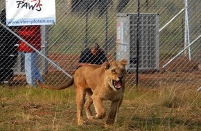Vier Pfoten - Stiftung für Tierschutz: VIER PFOTEN bringt sieben Löwen aus europäischen Zoos nach Südafrika / Wildtiere bekommen eine bessere Zukunft im Großkatzenreservat LIONSROCK