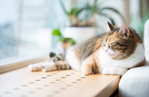 Bundesverband für Tiergesundheit e.V.: Arthrose bei Katzen: schmerzhaft und doch oft unerkannt