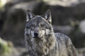 FREIE WÄHLER Niedersachsen: EuGH-Urteil in Sachen Wolf: Wichtige Klarstellungen und Handlungsanweisungen für Deutschland