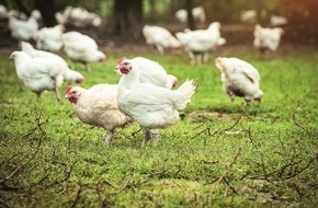 Kaufland: Hähnchen erstmals bundesweit aus Haltungsform Stufe 3 plus Freilandhaltung / Als erster Lebensmittelhändler bietet Kaufland in allen Filialen Hähnchen aus besonders tierwohlgerechter Haltung an