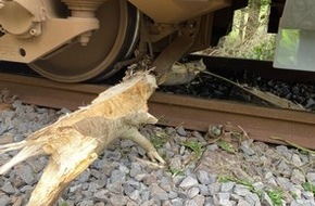 Bundespolizeiinspektion Flensburg: BPOL-FL: Groß Kummerfeld - Zug fuhr in umgestürzten Baum