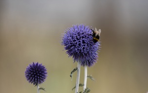 Universität Osnabrück: Rundgang im Botanischen Garten: „Let it Bee – Summende Natur: Bienen und Wildpflanzen“