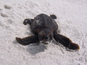 Natur im Fokus: Auf den Bradenton Gulf Islands beginnt die Nistsaison der Meeresschildkr&ouml;ten kurz vor dem Welt-Schildkr&ouml;tentag