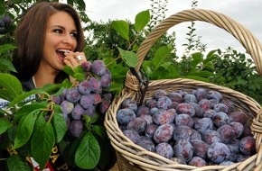 Deutschland - Mein Garten (eine Initiative der Bundesvereinigung der Erzeugerorganisationen Obst und Gemüse / BVEO): Miss Germany liebt es süß und saftig - Auftakt der Zwetschgen- und Pflaumen-Saison 2009