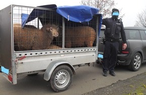 Polizeidirektion Neustadt/Weinstraße: POL-PDNW: Polizeiautobahnstation Ruchheim - Mehrere Schafe auf einem Anhänger eingepfercht