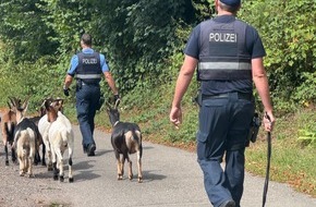 Polizeidirektion Pirmasens: POL-PDPS: Ausgeb&uuml;xte Ziegenherde eingefangen