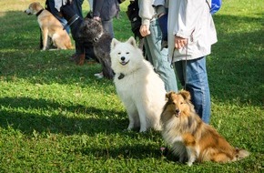 Zürcher Tierschutz: Hundekurse in Zürich stärken Tierwohl und Sicherheit