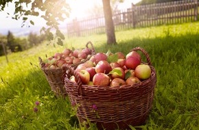 Deutschland - Mein Garten (eine Initiative der Bundesvereinigung der Erzeugerorganisationen Obst und Gemüse / BVEO): Tag des Deutschen Apfels: Äpfel, immer schon in aller Munde (FOTO)