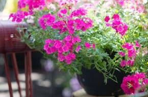 Blumenbüro: Blühendes Duo für sonnige Balkone / Sommernachtsträume mit Verbena und Mandevilla