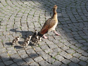 POL-F: 130729 - 684 Fechenheim: Alle meine Gänschen.... - Bitte Fotos beachten!