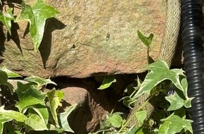Polizeipräsidium Mannheim: POL-MA: Heidelberg-Ziegelhausen und Weinheim/Rhein-Neckar-Kreis: Gleich zwei tierische Begegnungen der nicht ganz üblichen Art