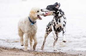 DEVK Versicherungen: Risikogerechter Schutz für jeden Hund
