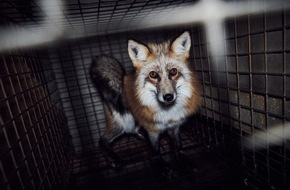 VIER PFOTEN - Stiftung für Tierschutz: QUATRE PATTES contrôle les marques de mode et révèle de graves manquements en matière de bien-être animal