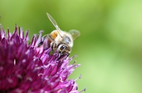 Global Nature Fund: Easy Guide zum Insektenschutz in der Lebensmittelbranche