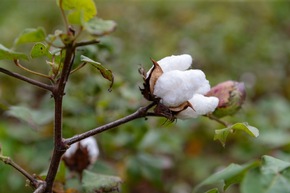 Öffentliche Konsultation zur Revision des Cotton made in Africa-Standards gestartet