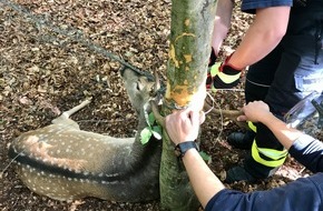 Feuerwehr Detmold: FW-DT: Feuerwehr befreit Hirsch aus Zaun