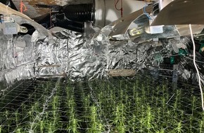 Polizei Lippe: POL-LIP: Extertal-Bösingfeld. Illegale Cannabisplantage mit rund 1000 Pflanzen entdeckt.
