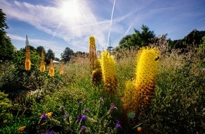 Bundesgartenschau Erfurt 2021 gGmbH: Multitalent Staude: Vom Urban Jungle bis in Prärie und Steppe / Große Staudenschau auf der BUGA Erfurt 2021 Zeichen des Klimawandels