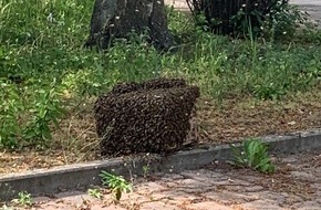 Polizeipräsidium Neubrandenburg: POL-NB: Bienen lösen Polizeieinsatz in Pasewalk aus