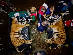 Une mission vétérinaire sans précédent: 62 félins et deux ours examinés en Argentine