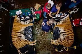 VIER PFOTEN - Stiftung für Tierschutz: Une mission vétérinaire sans précédent: 62 félins et deux ours examinés en Argentine