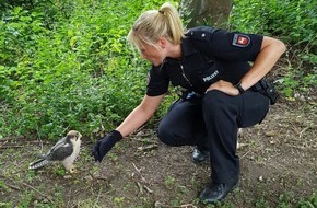 Polizeidirektion Hannover: POL-H: Tiere auf Abwegen - Polizei rettet Entenküken und Falken