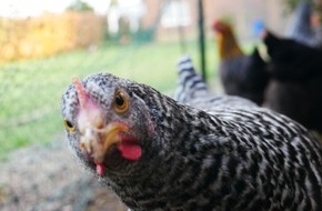 Universit&auml;t Osnabr&uuml;ck: &Uuml;ber das richtige Fangen und Halten von Hennen: Neues verhaltensbiologisches Projekt der Uni Osnabr&uuml;ck mit der Tier&auml;rztlichen Hochschule Hannover