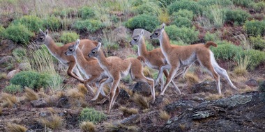 Erfolgreiches Guanako-Wiederansiedlungsprogramm - Patagonia Park Argentina feiert Meilenstein zum Internationalen Tag der biologischen Vielfalt