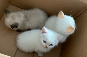 Kreispolizeibehörde Märkischer Kreis: POL-MK: Babykatzen in Karton ausgesetzt