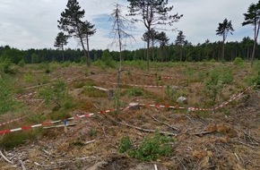 Deutsche Bundesstiftung Umwelt (DBU): DBU: Wald-Heide-Mosaik nimmt Form an