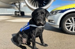 Hauptzollamt München: HZA-M: Münchner Zoll verabschiedet Zollhund Hardy in den Ruhestand