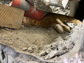 FW Stuttgart: Montag, 13.06.2022: Feuerwehr befreit eingeklemmte Katze
