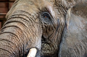 QUATRE PATTES dirige une intervention chirurgicale extraordinaire sur les défenses d’éléphants à Karachi