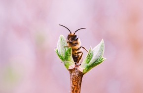 Deutsche Medien-Manufaktur (DMM): Aktion Biene-frei: LandReise.de unterstützt Urlauber aktiv beim Bienen retten