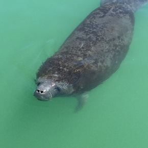 Drei neue Manatees ziehen ins Rehazentrum der Bradenton Gulf Islands ein