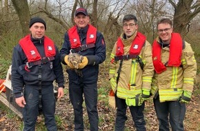 Feuerwehr Hannover: FW Hannover: Hannover-Herrenhausen: Feuerwehr befreit Mäusebussard aus misslicher Lage