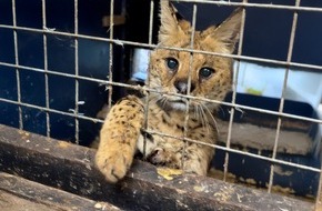 IFAW Deutschland: Liked to death: Wie soziale Medien den illegalen Wildtierhandel befeuern