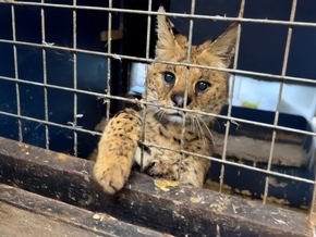 Liked to death: Wie soziale Medien den illegalen Wildtierhandel befeuern