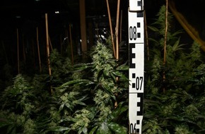 Polizei Mettmann: POL-ME: Polizei stellt zwei Cannabis-Plantagen sicher - Langenfeld - 2411085