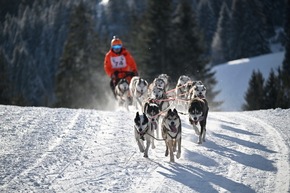 4.000 Besucher bei Schlittenhunde-Weltcup in Unterjoch - Spektakel im Allgäu sorgt für Begeisterung bei Mensch und Tier